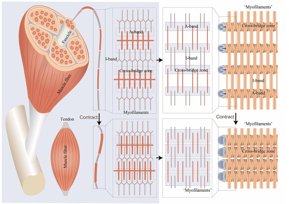 Fluid-driven High-performance Bionic Artificial Muscle With Adjustable 